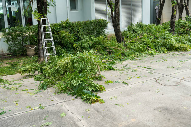 Professional Tree Services in North Port, FL