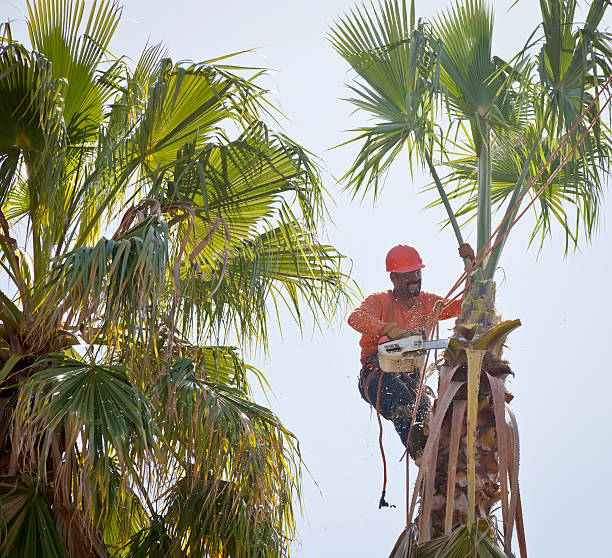 Best Stump Grinding and Removal  in North Port, FL